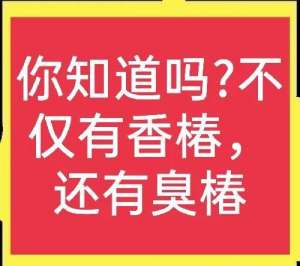 臭椿种植(香椿和臭椿你会分辨吗？种植香椿能赚钱吗？一文全说清)