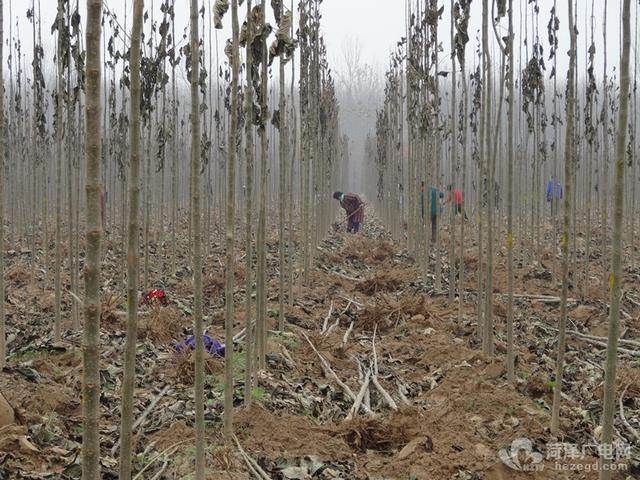 楸树冬季“收种”忙，种植迎来收益期