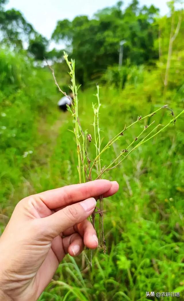 广西卖价上千元的“独脚金”快濒临灭绝了，它却是小儿疳积天敌！