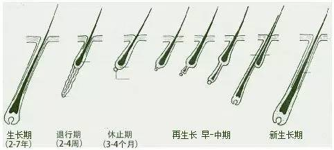 毛囊健康很重要，保护珍稀资源动起来