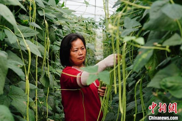 江西龙南：种菜达人“种”出乡村致富路