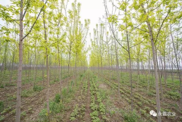 金叶复叶槭这种彩叶苗木市场前景好