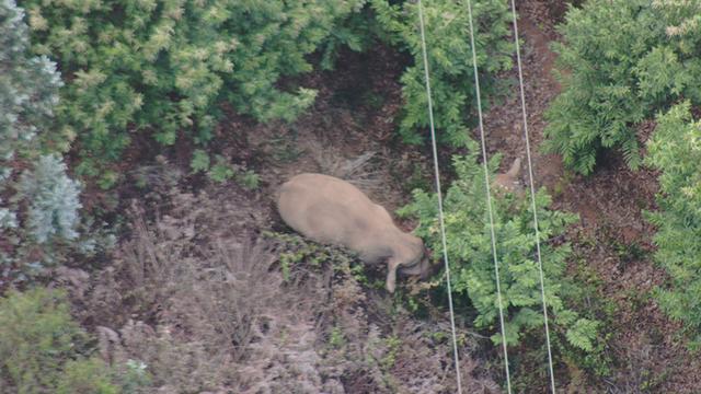 15头野象北徙八百里背后：栖息地缩减严重，该如何劝返？