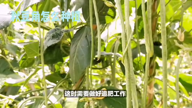 秋豆角种植攻略，高产量耐热能力强