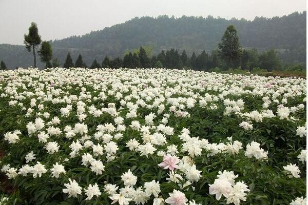 白芍应该怎么种植