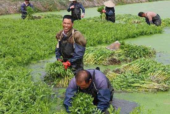 农民利用冬闲稻田种植“水芹菜“，亩产增加纯利润上万元！