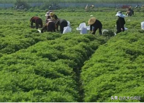 种一次管三年，1年可以割3茬，亩纯利润3000元，种植的农民不多