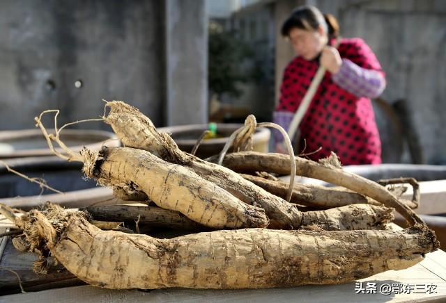 姑娘承包荒山28亩种果树，却长满一种野生葛根，每年创收10万元