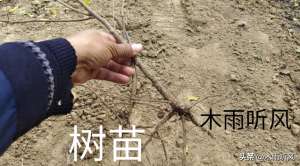 苗木种植怎么样(什么季节栽种树苗，更容易成活？掌握适时适宜更重要？)