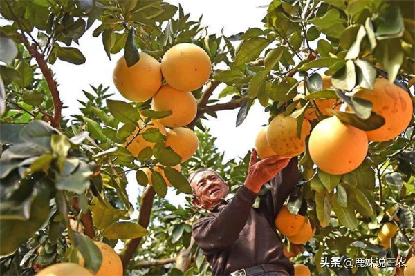 花量过大柚果开始掉落？那是缺乏管理经验，学会这4个方法保丰收