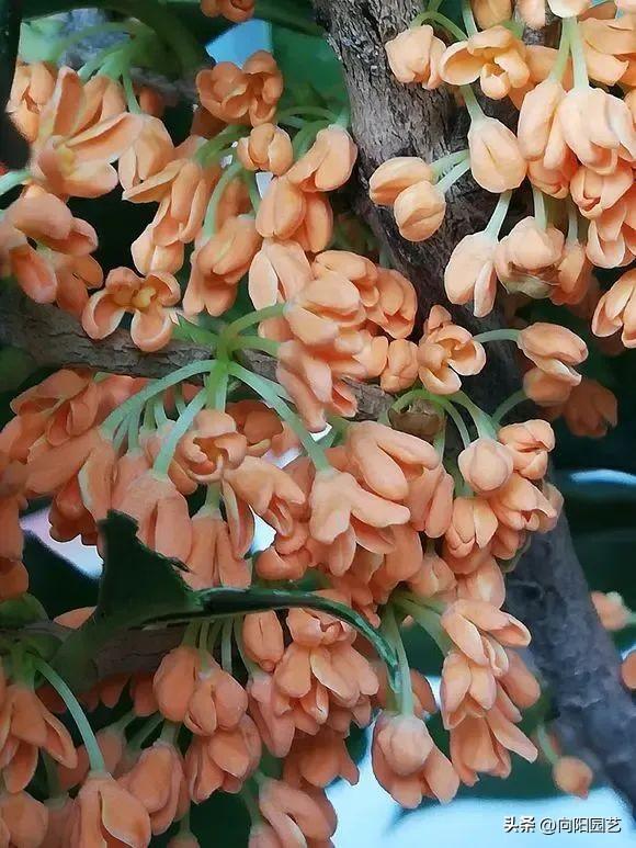 ​桂花怎样种植长得好？沙土栽种，半阴养，多喷水，提高活性