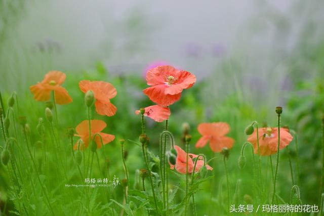 去年播种太晚的冰岛虞美人，这些天开得太美了 野趣花境颜值