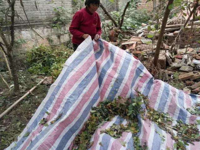 农村院子里的山药豆，一年采摘正当时