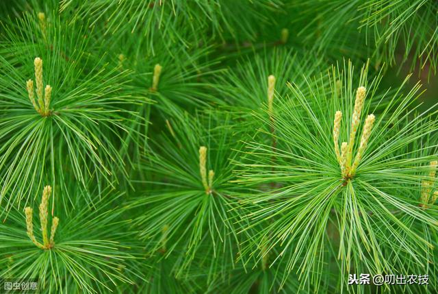 松树种植及病虫害防治技术，你知道多少？学会并不难