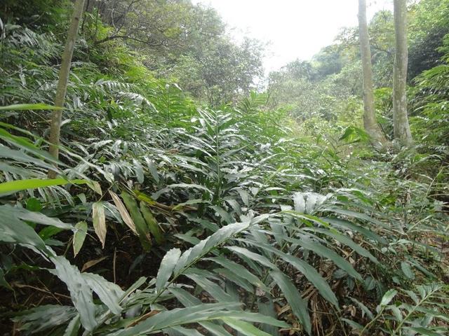 只在农村有的“野草”，种植一次可采收多年，亩产值上万元