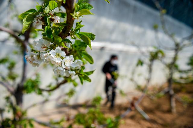 大棚樱桃种植方案，全面管理，建议收藏