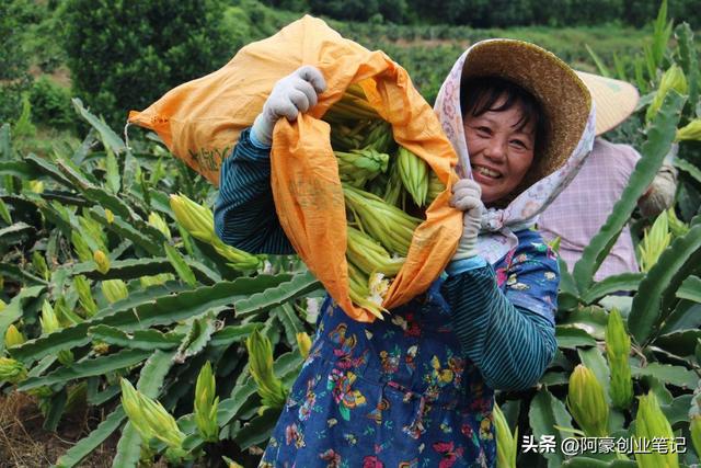 种植成本仅需10000元，每年赚30万？低成本农村暴利种植！