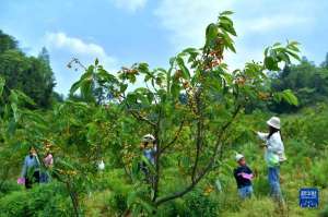 适合湖北种植的樱桃吗(湖北恩施：引种樱桃树 果熟乡村兴)