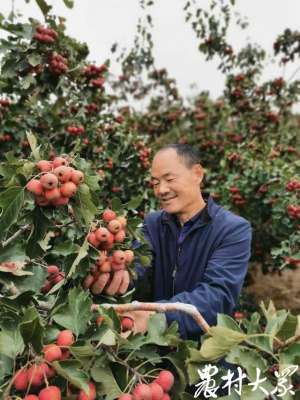 山楂树种植在院内好吗(山楂种在平原效益咋样？李拥军平原种山楂，每亩纯赚四五千元)