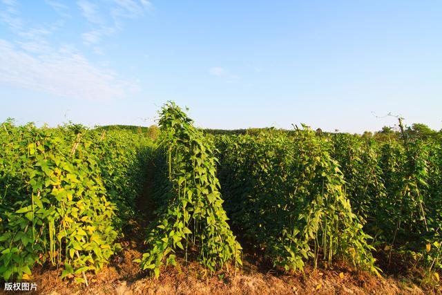 大棚豇豆春季提早栽培技术，看完以下几点，你就全明白了！