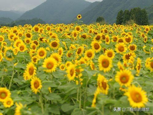 向日葵种植该如何实现高产？向日葵的高产种植技术