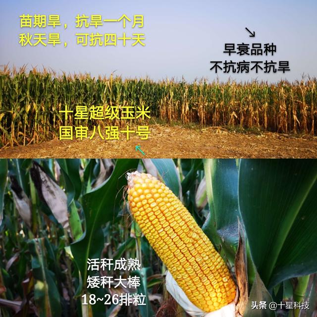 中外玉米专家5个证据：密植玉米，这一个条件必须满足