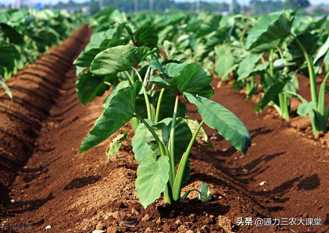 芋头亩产5000斤，一定要知道的水肥管理技术，四个时期很重要