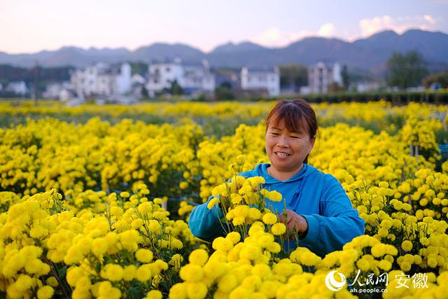 安徽黄山：小菊花写就乡村振兴大文章