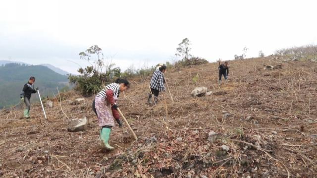 独山学庄村：种植蜂糖李 甜蜜致富路