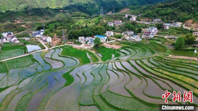 航拍安徽岳西茭白田：满眼葱绿孕育生机