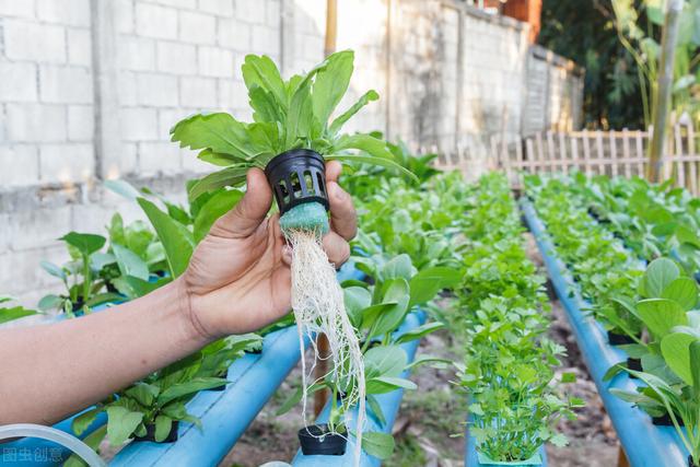 茼蒿种植技术