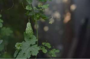 芹菜芽的种植方法(常见蔬菜种子催芽方法（收藏版）)