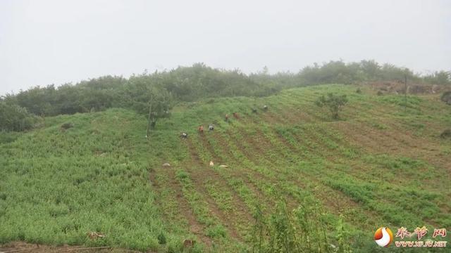 奉节：闲地变“宝地” 中药材开出增收致富“药方”