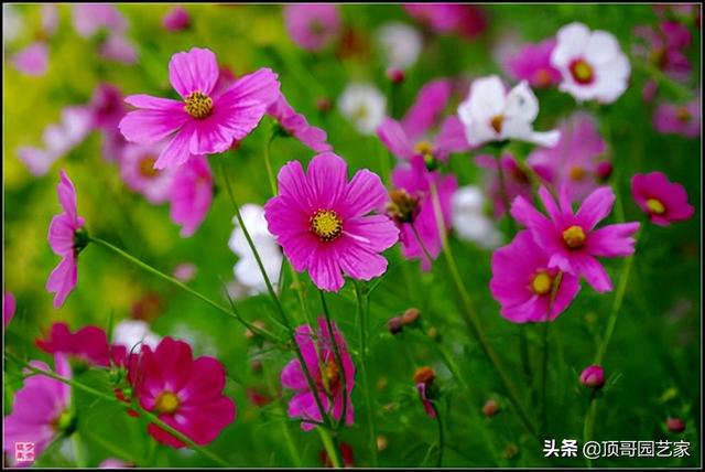 4种适合打造花海的草花，花期很长，有了院子可以种上一片