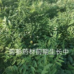 中药材苦参种植(苦参药材喜欢碱性土壤 属于半旱田作物 药材市场需求量很大)