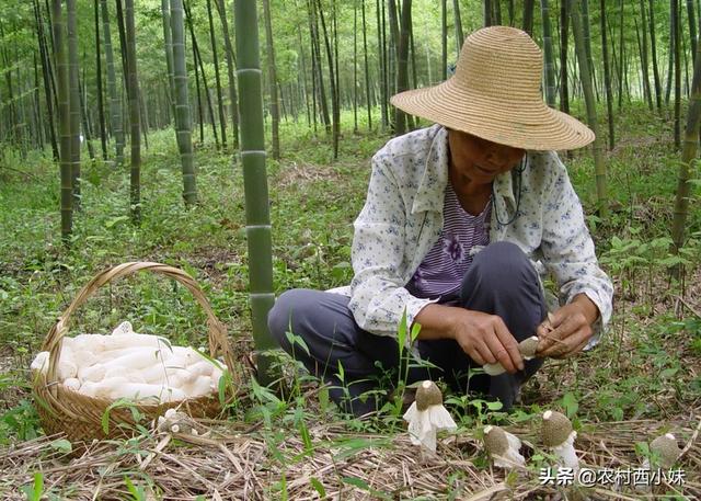 怎样种植竹荪？竹荪种植注意事项