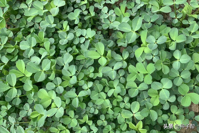 豆科牧草有哪些？多年生的紫花苜蓿，品质好，春季是怎么种植的？