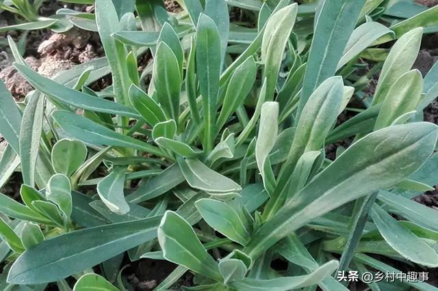 农村人春天爱吃的野菜，俗称“面条菜”，好吃又营养，你吃过吗？