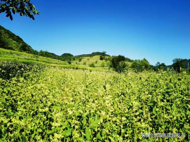 【“三个共同”促振兴】豆坝镇：“小杂粮”种植做好乡村振兴“大文章”