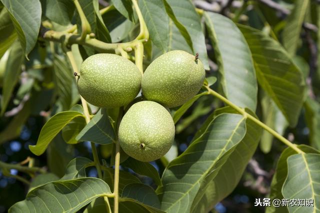 《免费学技术》核桃栽培技术及病虫害防治方法，值得一看