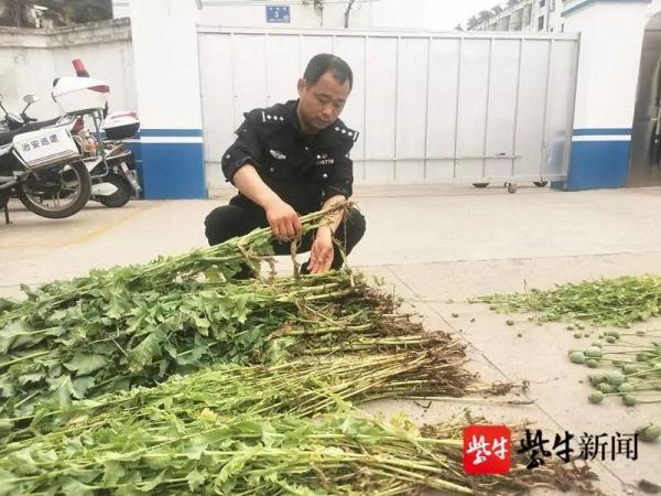 种2900多株罂粟，他说：土太肥沃