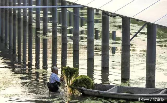 水草种植效益好，不挑地域不挑气候，水里地里都能长