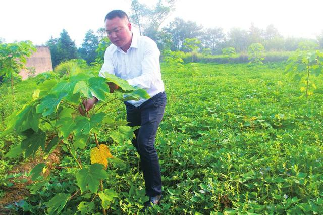 泸州纳溪：油桐树下巧套种 一地三收效益好