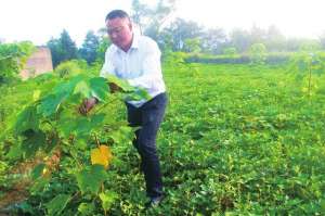 桐子树种植(泸州纳溪：油桐树下巧套种 一地三收效益好)