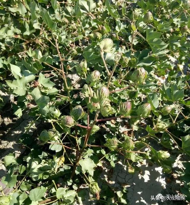 虽然不能直接食用，但是市场应用广泛，棉花种植方法大全