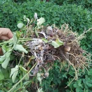 花生种植记录表(花生白绢病8-9月份高温多雨易发生，这里有四点建议减轻病害发生)