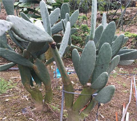 种植仙人掌高效栽植技巧，科学种植技术，这几点一起看看吧