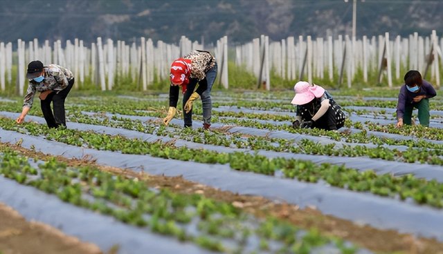 2023种植药材，国家给补贴吗？种植多少亩可申请补贴？每亩给多少