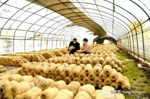 平菇规模化种植(羡慕通州这村年产100万斤蘑菇，解决100多位村民就业)