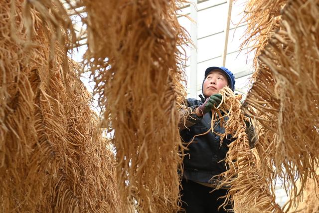 （经济）甘肃岷县：药材加工晾晒忙